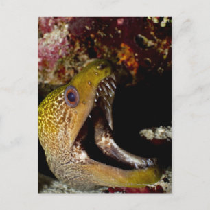 Yellowmargin Postkarte