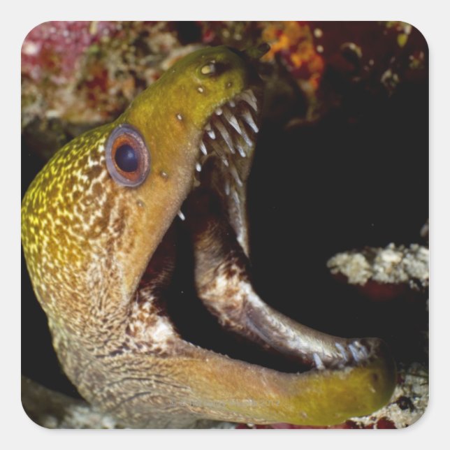 Yellowmargin Quadratischer Aufkleber (Vorderseite)