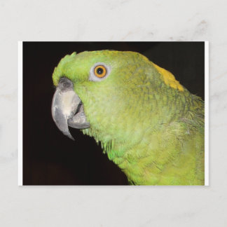 Yellownape Amazon Postkarte