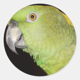 Yellownape Amazon Runder Aufkleber