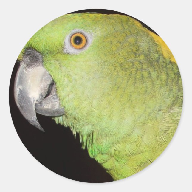 Yellownape Amazon Runder Aufkleber (Vorderseite)