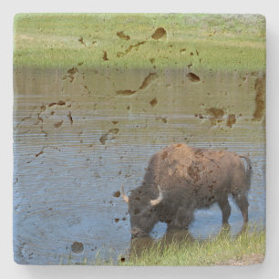 Yellowstone American Bison in Pond Steinuntersetzer