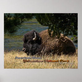 Yellowstone - American Bison poster