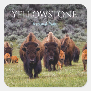 Yellowstone Aufkleber Nationalpark Bison Büffel
