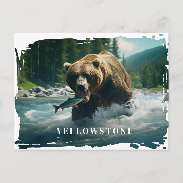 Yellowstone Bären Postkarte (Vorderseite)