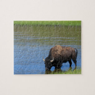 Yellowstone Bison Drinks im See Puzzle