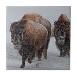 Yellowstone-Bison Fliese