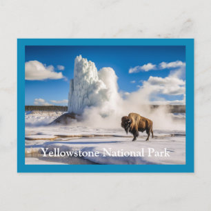 Yellowstone Bison & Geyser Postkarte