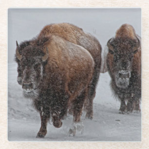 Yellowstone-Bison Glasuntersetzer
