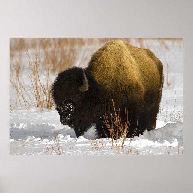 Yellowstone-Bison im Lamartal Poster (Vorne)