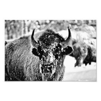 Yellowstone-Bison im Winter Fotodruck