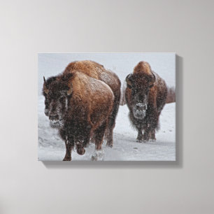Yellowstone-Bison Leinwanddruck
