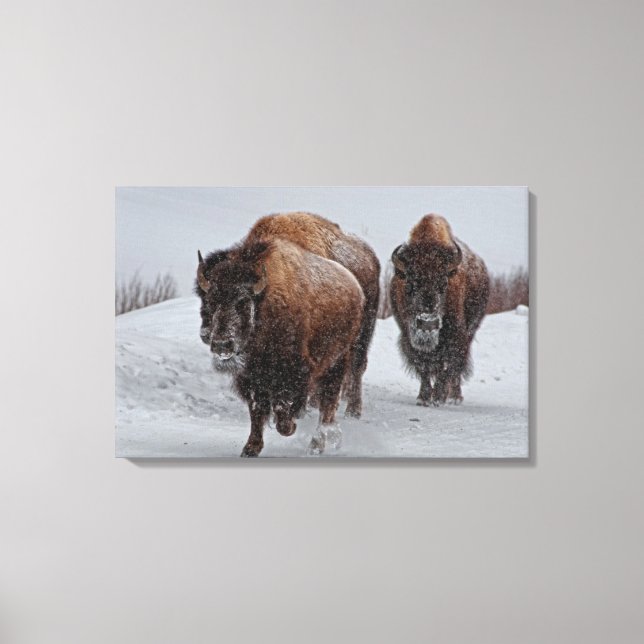 Yellowstone Bison Leinwanddruck (Vorderseite)