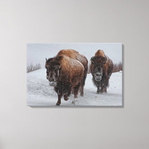 Yellowstone-Bison Leinwanddruck