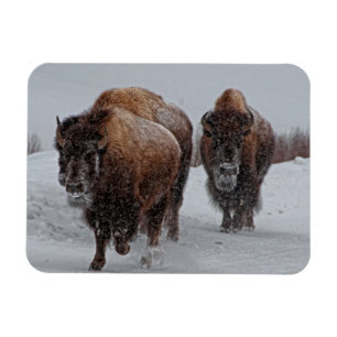 Yellowstone-Bison Magnet