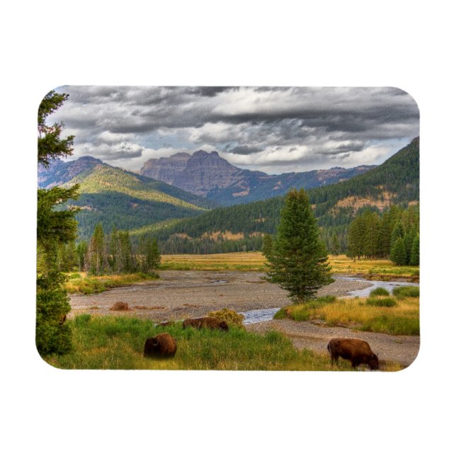 Yellowstone Bison Magnet (Horizontal)
