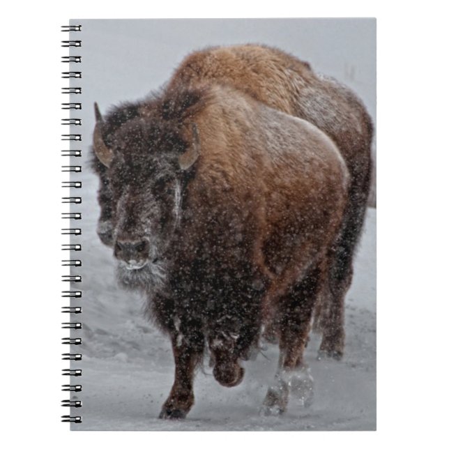 Yellowstone-Bison Notizblock (Vorderseite)