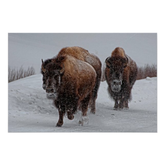 Yellowstone Bison Poster (Vorderseite)