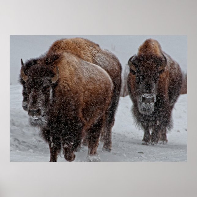 Yellowstone Bison Poster (Vorne)