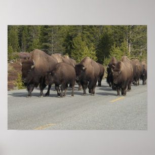 Yellowstone-Bison Poster