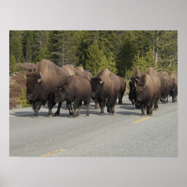 Yellowstone Bison Poster (Vorne)