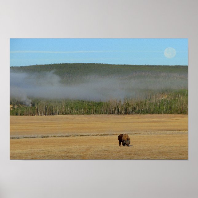 Yellowstone Bison Poster (Vorne)