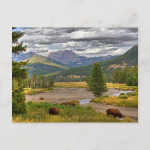 Yellowstone Bison Postkarte
