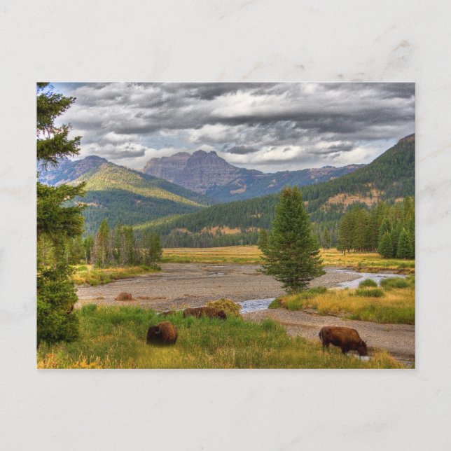 Yellowstone Bison Postkarte (Vorderseite)