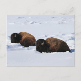 Yellowstone Bison Postkarte