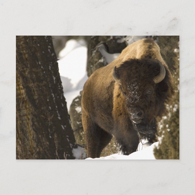 Yellowstone Bison Postkarte (Vorderseite)