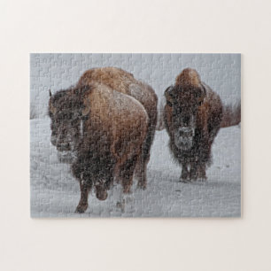 Yellowstone-Bison Puzzle