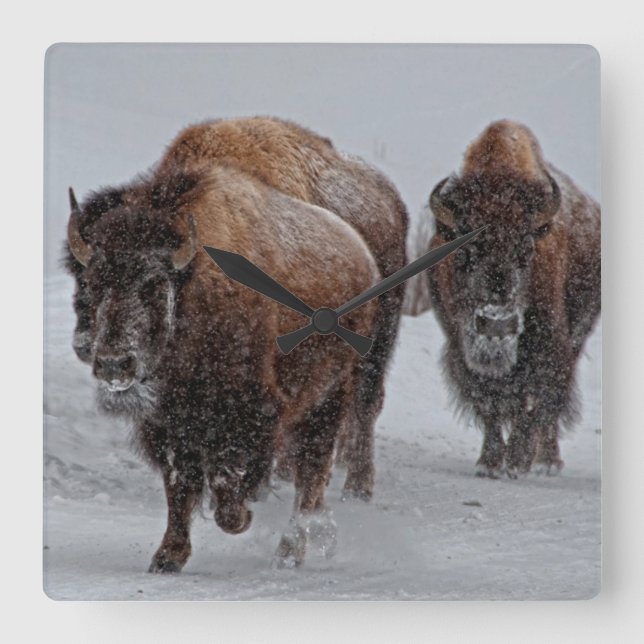 Yellowstone-Bison Quadratische Wanduhr (Vorderseite)