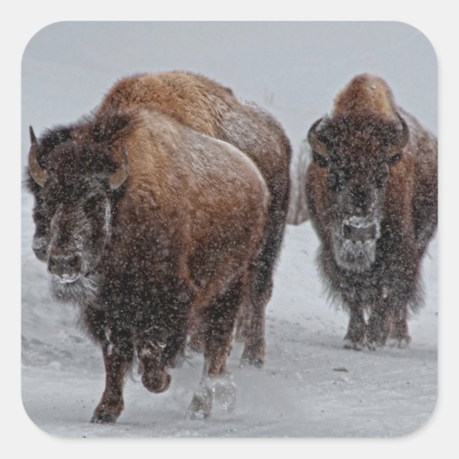Yellowstone Bison Quadratischer Aufkleber (Vorderseite)