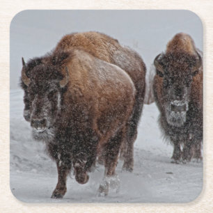 Yellowstone-Bison Rechteckiger Pappuntersetzer
