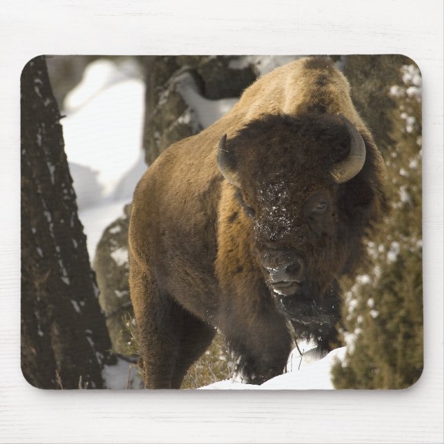 Yellowstone-Bison Stier im Winter - besonders Mousepad (Vorne)