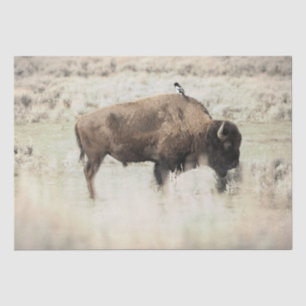 Yellowstone-Bisons mit Vogel Seidenpapier