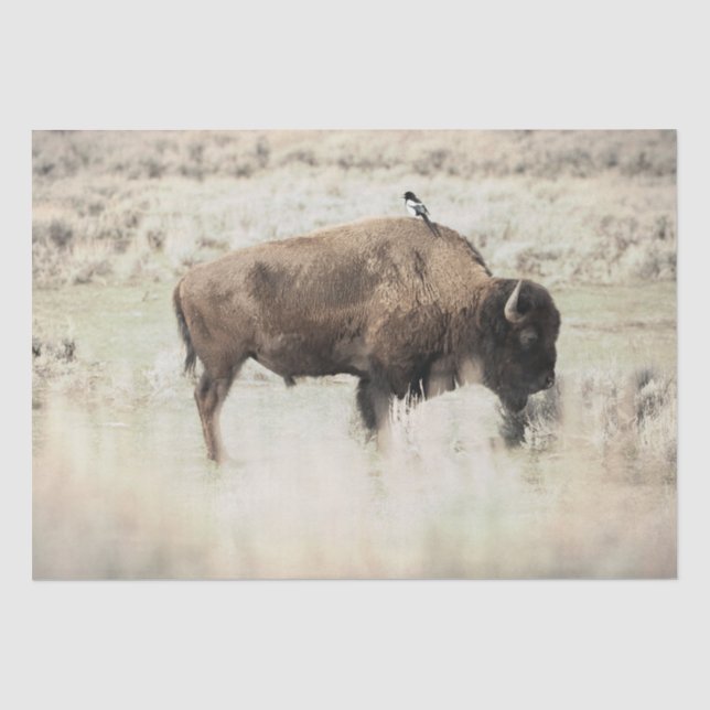 Yellowstone-Bisons mit Vogel Seidenpapier (Vorderseite)