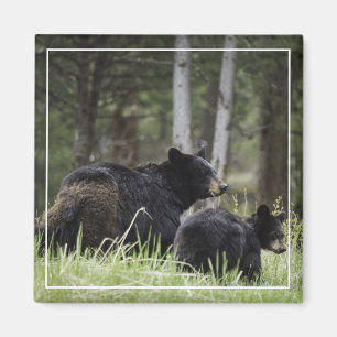 Yellowstone Black Bear Magnet