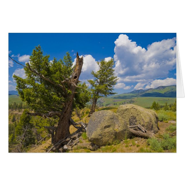 Yellowstone Boulder (Vorderseite (Horizontal))