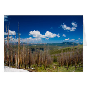 Yellowstone brannte Wald