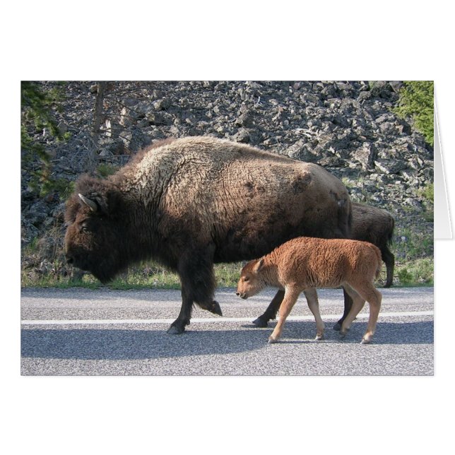 Yellowstone Buffalo (Vorderseite (Horizontal))