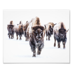 Yellowstone Buffalo Foto Print