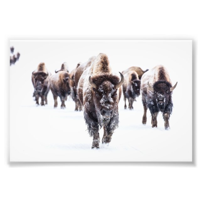 Yellowstone Buffalo Foto Print (Vorne)