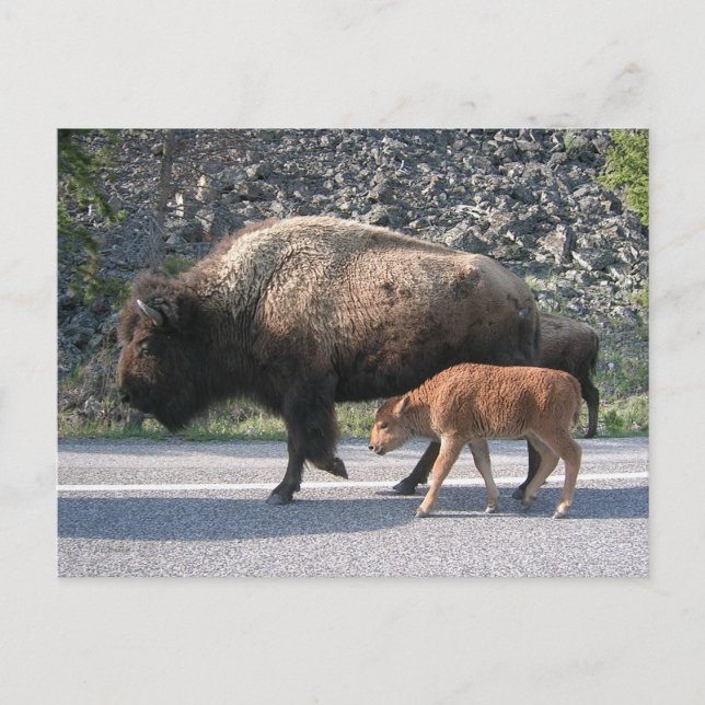 Yellowstone Buffalo Postkarte (Vorderseite)