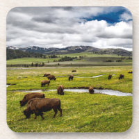 Yellowstone Buffalo Untersetzer Set