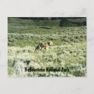 Yellowstone Coyote Postkarte