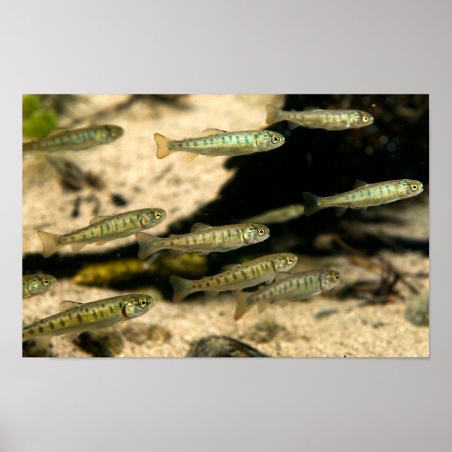 Yellowstone Cutthroat Trout School Poster (Vorne)