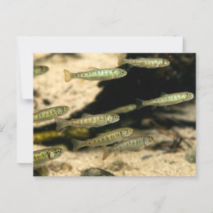 Yellowstone Cutthroat Trout School Postkarte
