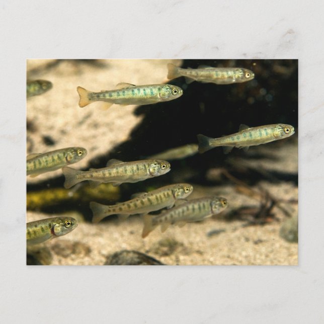 Yellowstone Cutthroat Trout School Postkarte (Vorderseite)