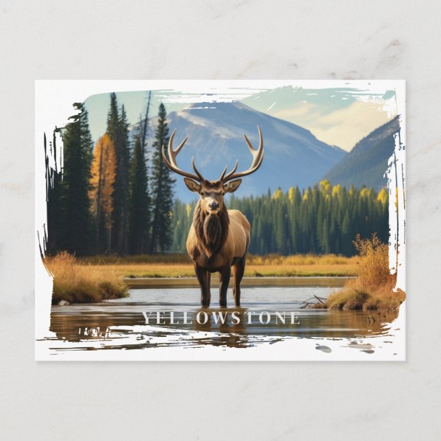 Yellowstone Elche Postcard Postkarte (Vorderseite)